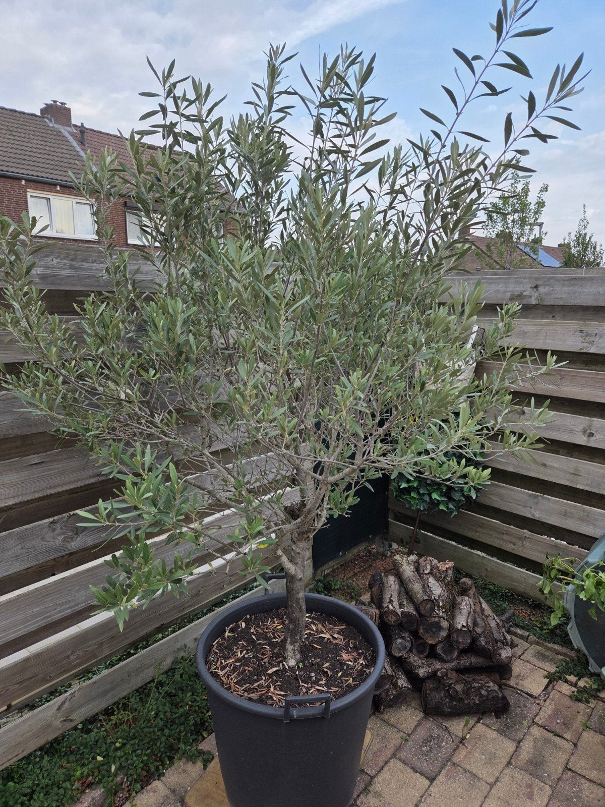 Olijfboom in pot, 100 tot 250 cm, Olijfboom, Zomer, Ophalen
