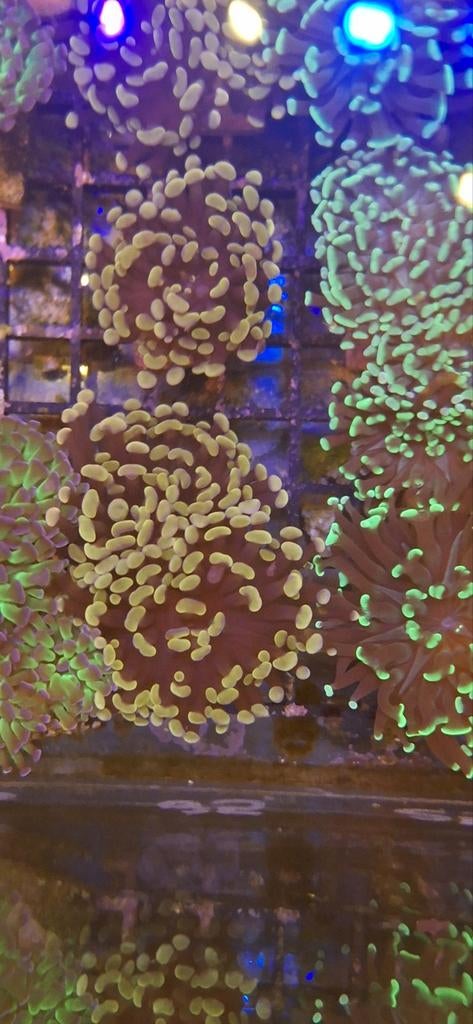 Goude euphyllia koraal zeewater aquarium, Overige typen