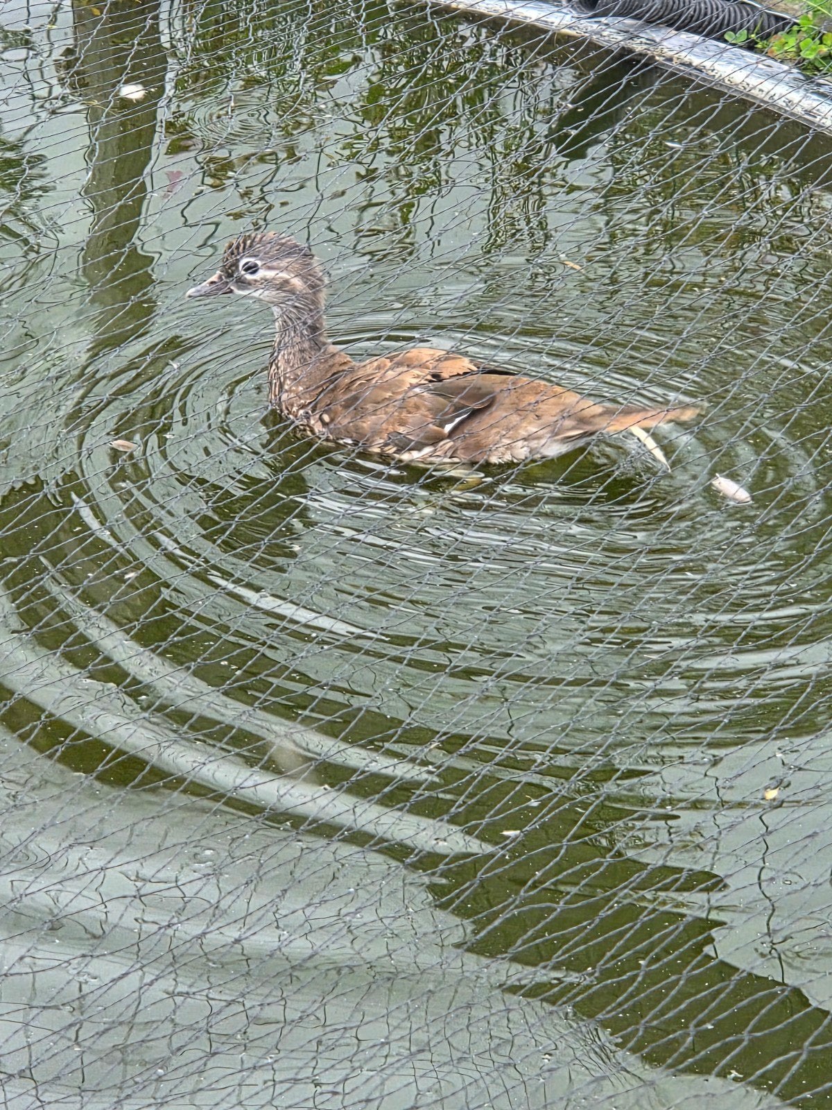 manderijn eend vrouw, Dieren en Toebehoren, Pluimvee, Vrouwelijk, Eend