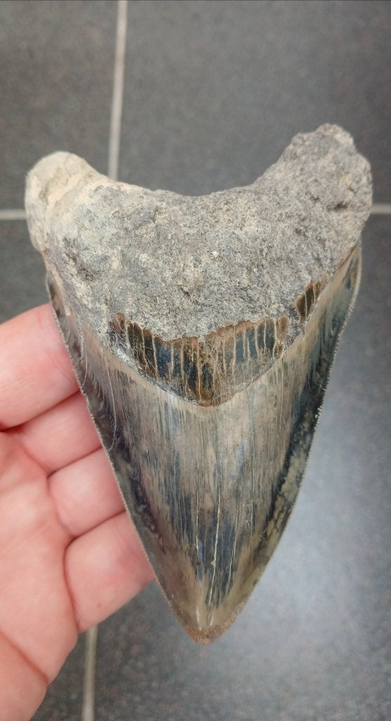 Megalodon haaientand fossiel uit Indonesië, Ophalen of Verzenden, Fossiel