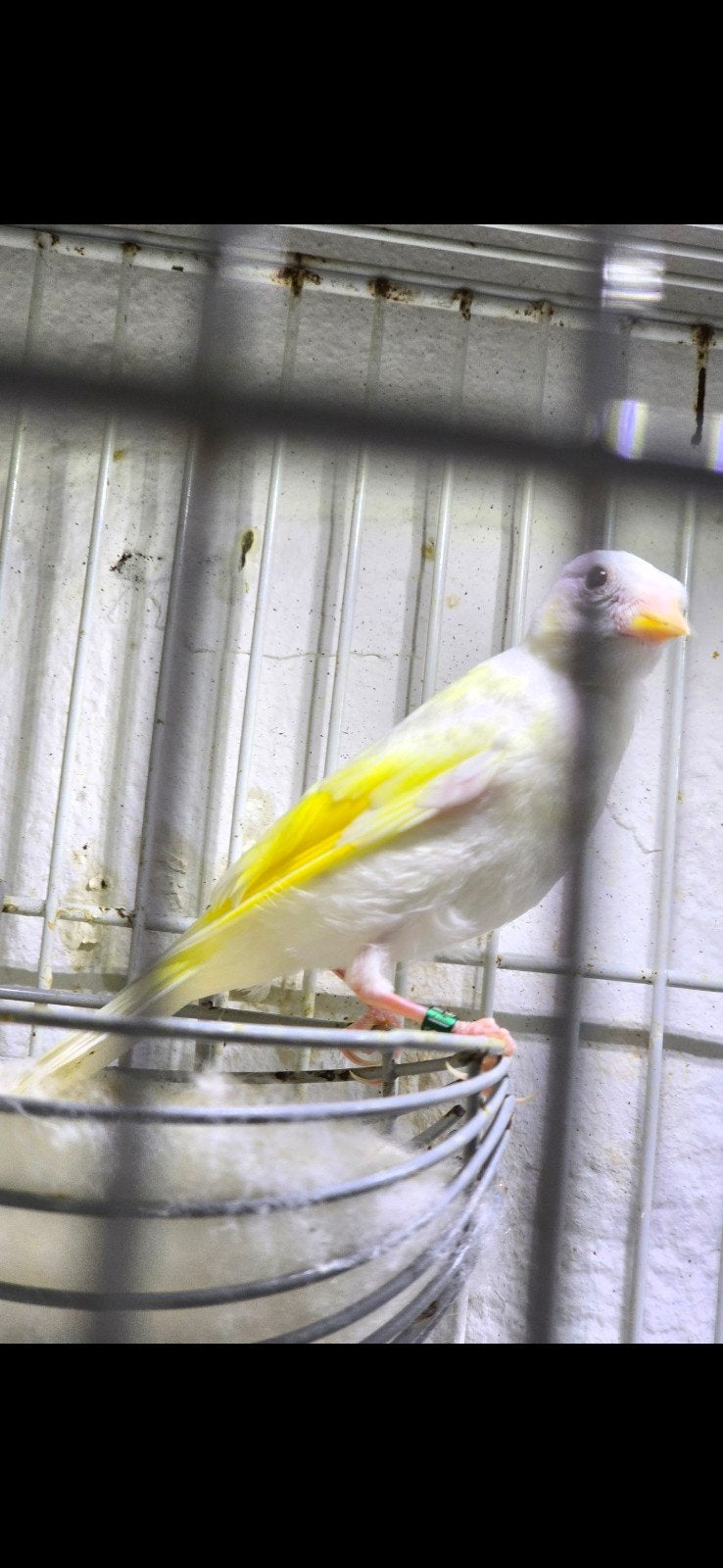 Mooi parva putter wit 2026, Mannelijk, Wildzangvogel, Geringd