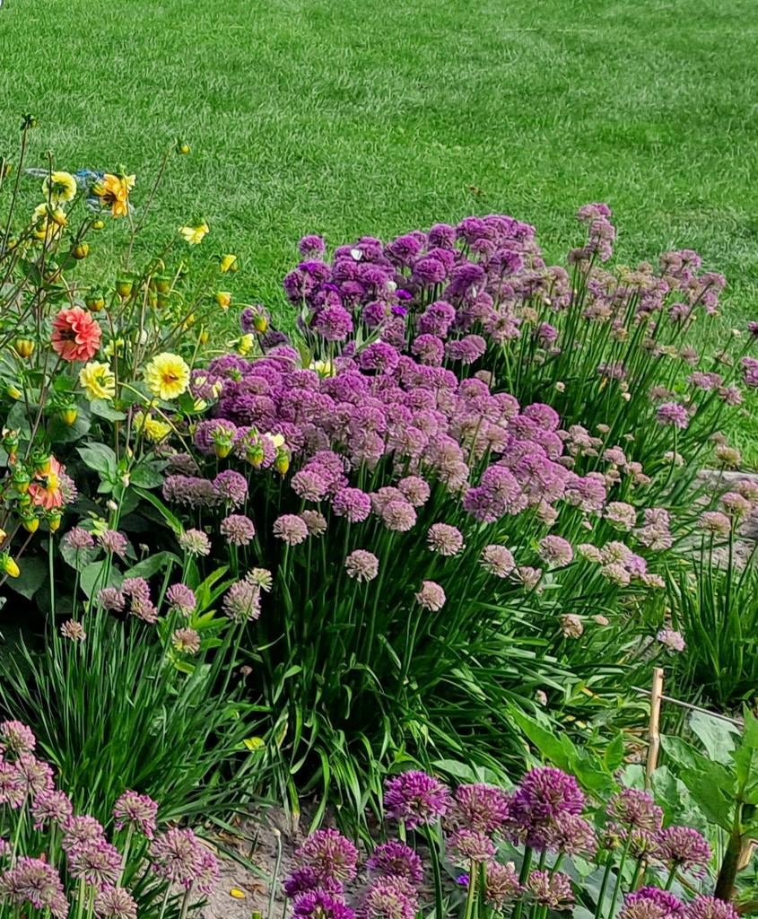 Allium stekjes sierui paars, Tuin en Terras, Ophalen of Verzenden, Overige soorten, Minder dan 100 cm