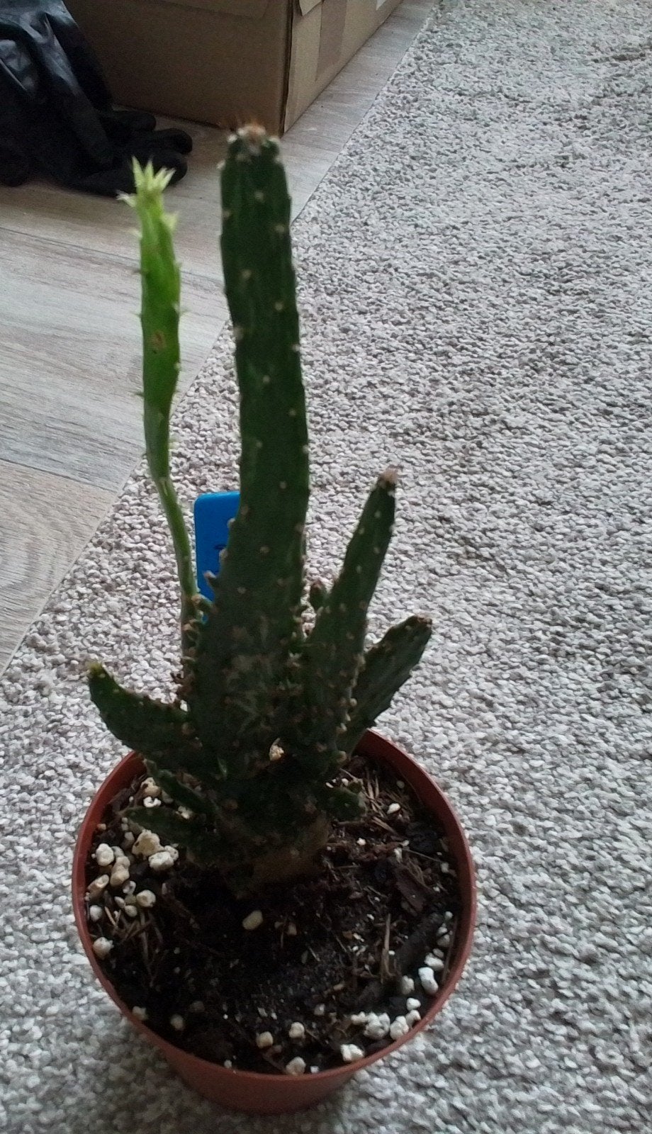 Opuntia cactus met jonge uitloper, Ophalen of Verzenden, Minder dan 100 cm, Volle zon, In pot