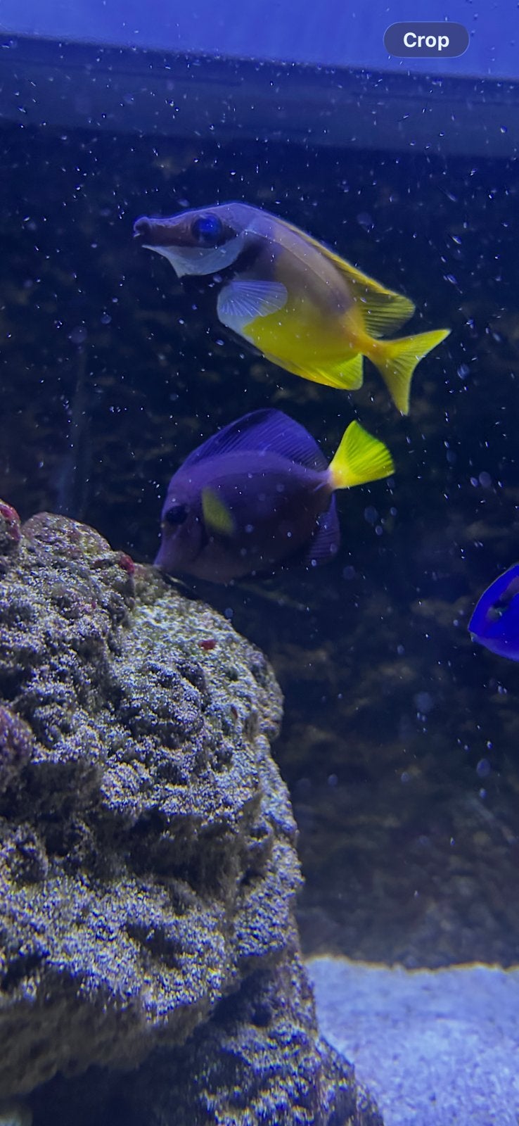Paarse doktorvis/Zebrasoma xanthurum (zoutwatervis), Vis, Zoutwatervis