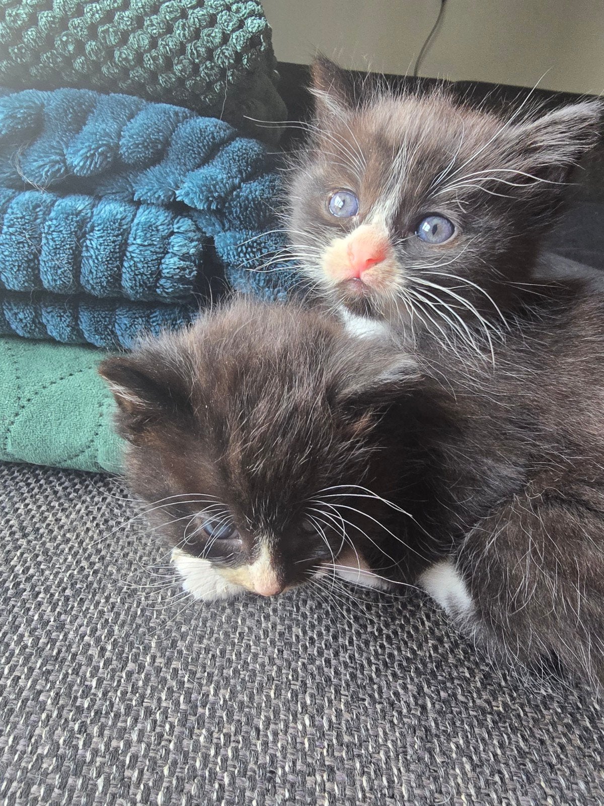 Mooie lieve kittens Ragdoll x Europese korthaar, Meerdere dieren, 0 tot 2 jaar