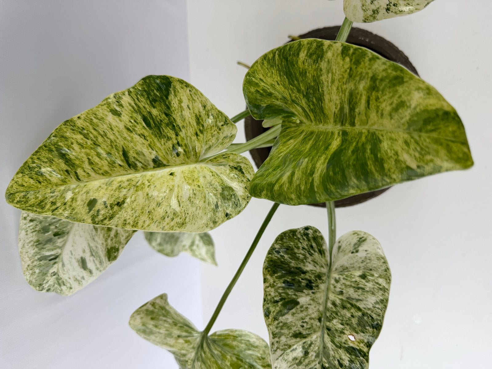 Philodendron Blizzard p15, Huis en Inrichting, Kamerplanten, Ophalen of Verzenden