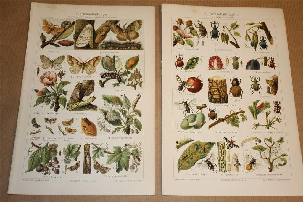 2 antieke kleurenlitho\'s - Schadelijke insecten - Ca 1900 !, Ophalen of Verzenden
