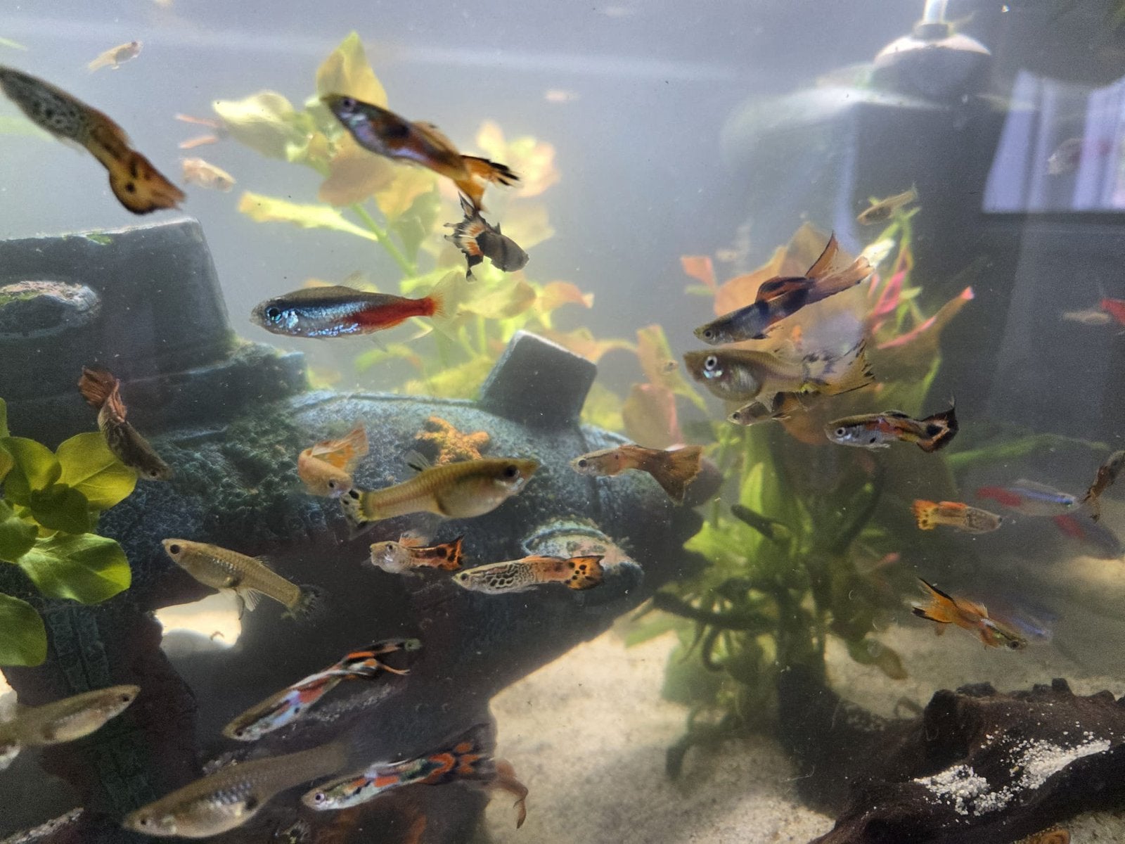 Guppy’s diverse kleuren, Dieren en Toebehoren, Vissen | Aquariumvissen, Vis
