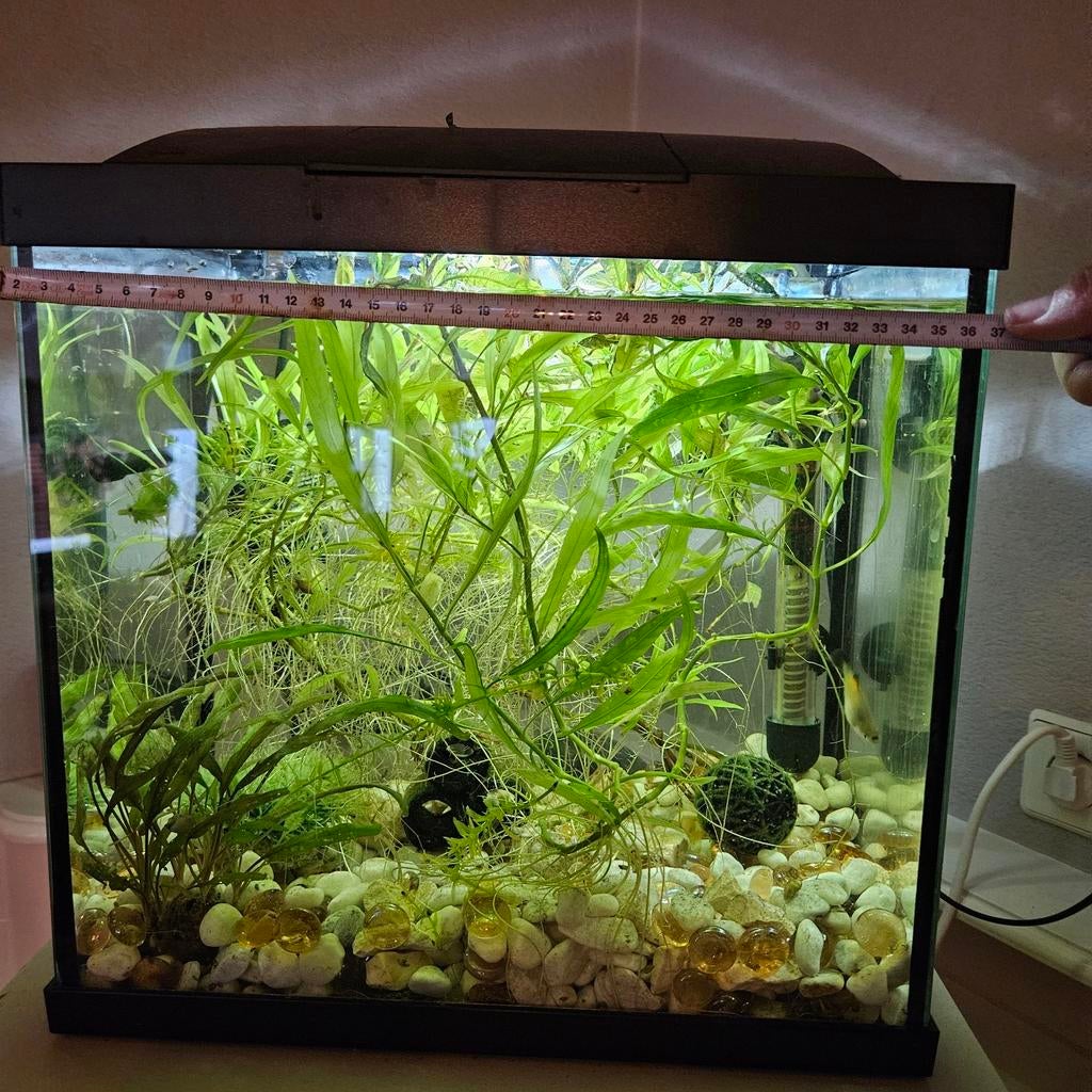 Aquarium klein met alles erop en eraan, Ophalen