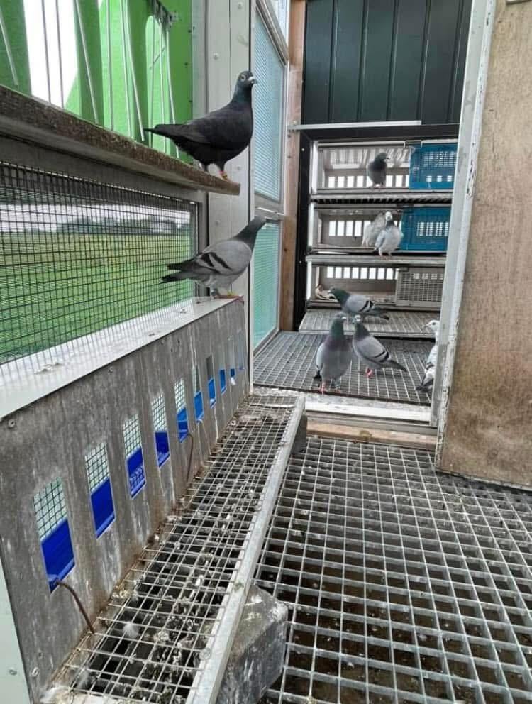 Drinkbakken duiven, Dieren en Toebehoren, Vogels | Duiven, Geslacht onbekend, Postduif