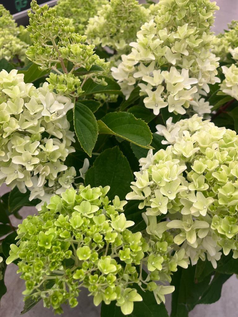 HORTENSIA 'LITTLE SPOOKY' dwerg pluimhortensia, € 8,95 p.st., Vaste plant, Halfschaduw, Zomer, Ophalen
