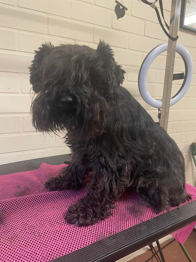 Honden Trimsalon voor uw viervoeter, Trimmen of Verzorging