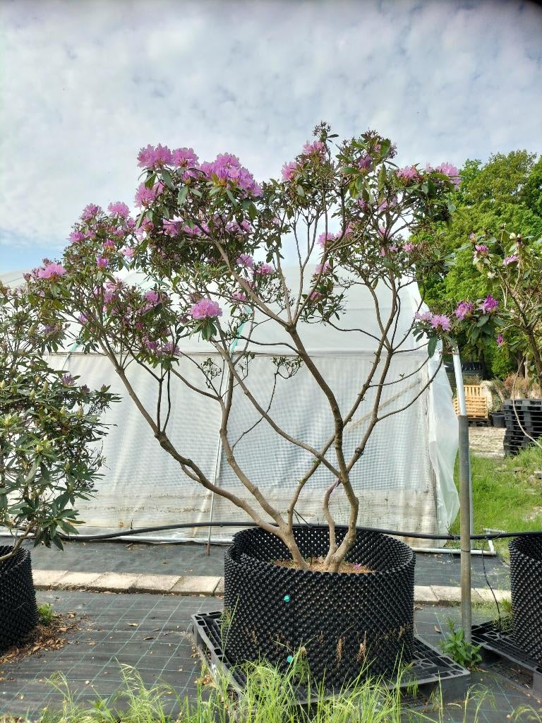 Rhododendrons verschillende maten en kleuren, Tuin en Terras, Planten | Bomen, Overige soorten, 100 tot 250 cm, Zomer, Ophalen