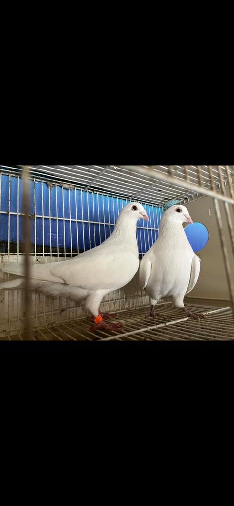 Witte postduiven, Meerdere dieren, Postduif