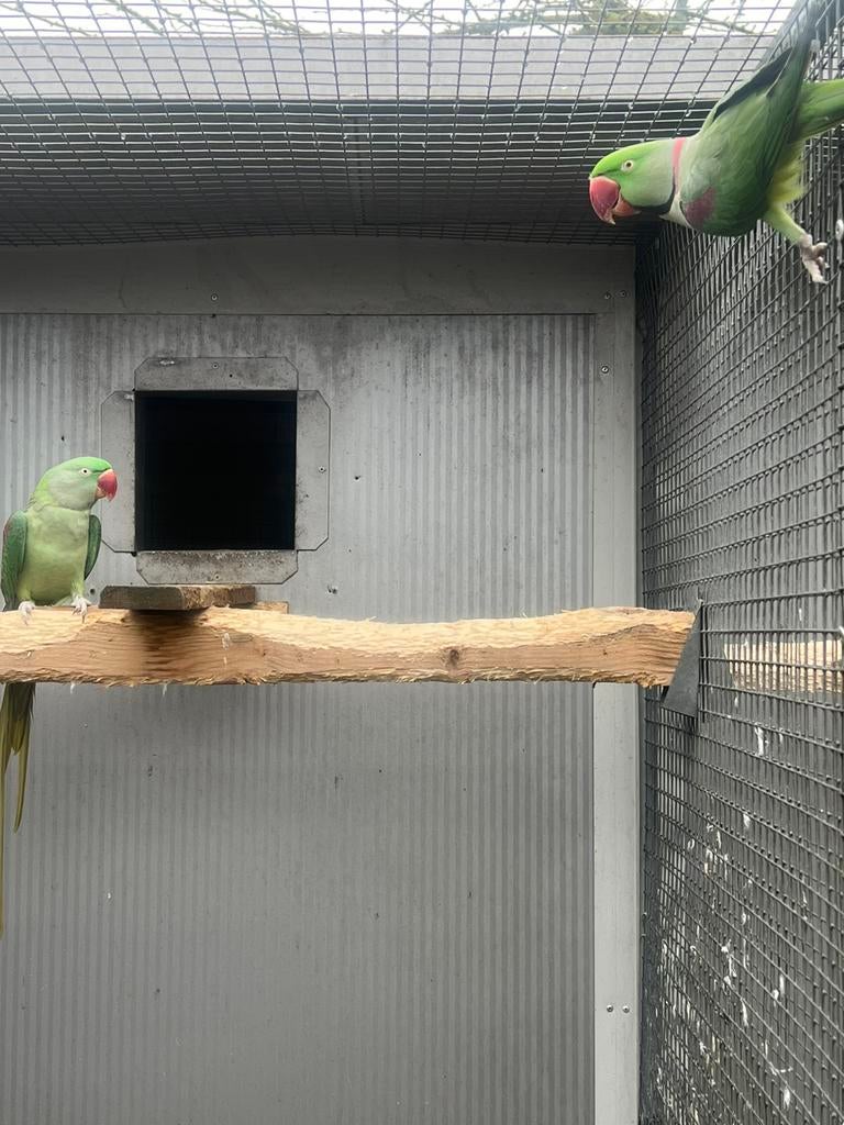 Koppel alexander parkieten 2022 compleet, Dieren en Toebehoren, Meerdere dieren, Parkiet, Geringd