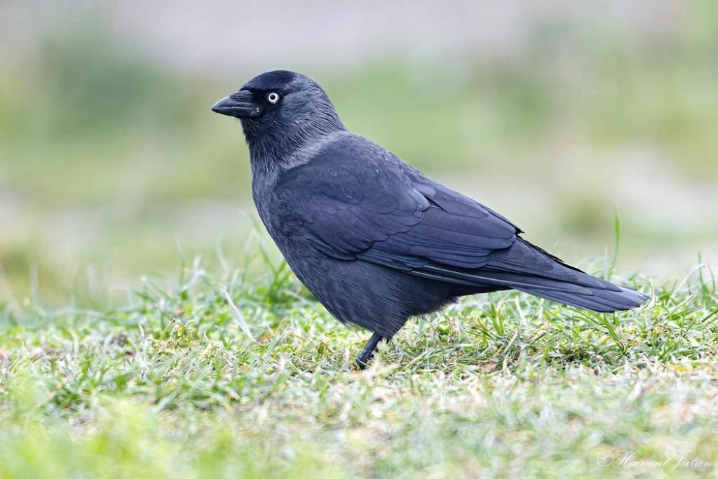 GEZOCHT: kauw (tje) een vleugellamme is welkom, Mannelijk, Tam