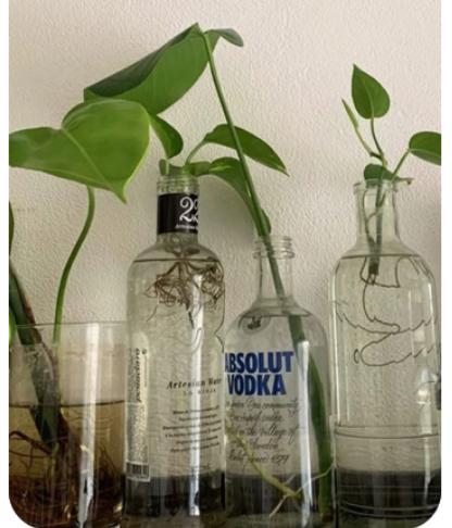 Plantenstekjes in glazen drank flessen, Overige soorten, In pot, Minder dan 100 cm, Groene kamerplant