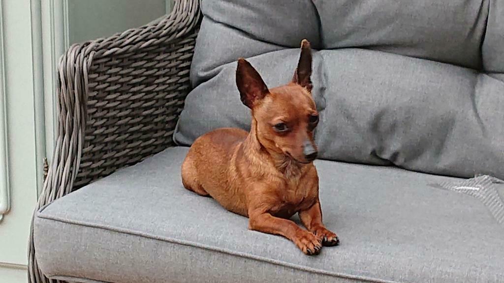 dwergpinster (dekreu), Reu, 1 tot 2 jaar, Parvo, Eén hond