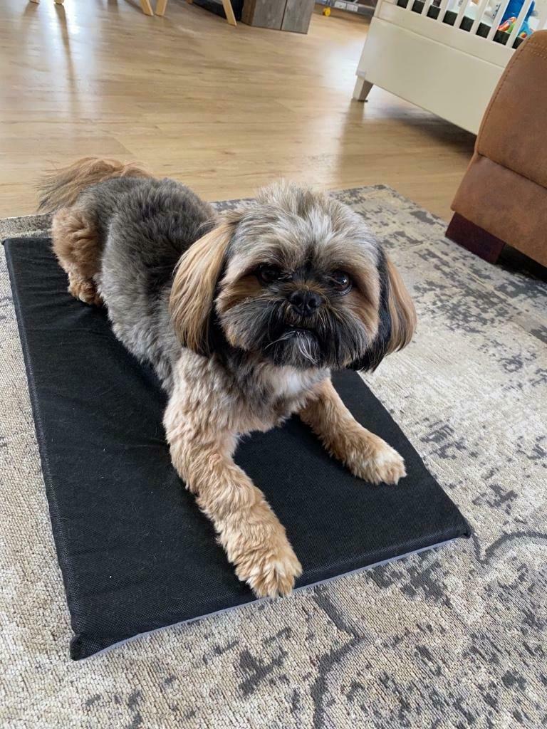 Shih tzu dekreu aangeboden (niet te koop!), Reu, Parvo, Eén hond, 3 tot 5 jaar
