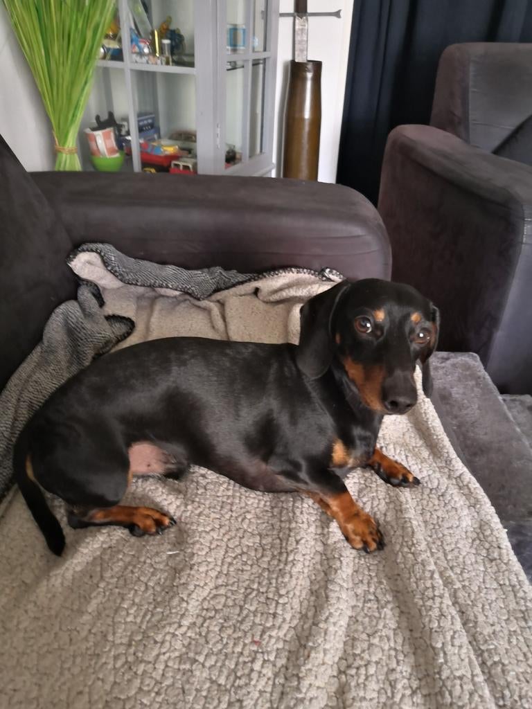 Dekreu kanichen/dwerg teckel, Dieren en Toebehoren, Parvo, Reu, Eén hond, 3 tot 5 jaar