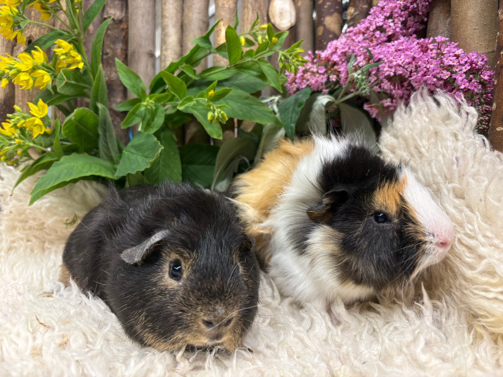 Super knap cavia koppel ( met zorg gematcht), Cavia, April, Mannelijk, Tam