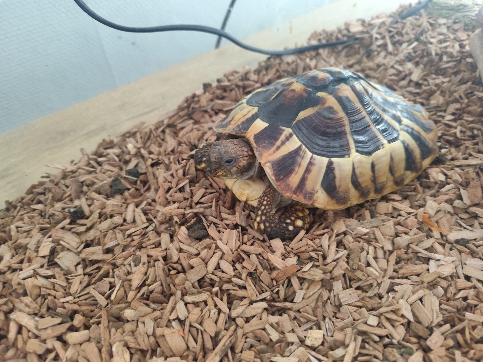 schildpad gratis, Dieren en Toebehoren, Schildpad