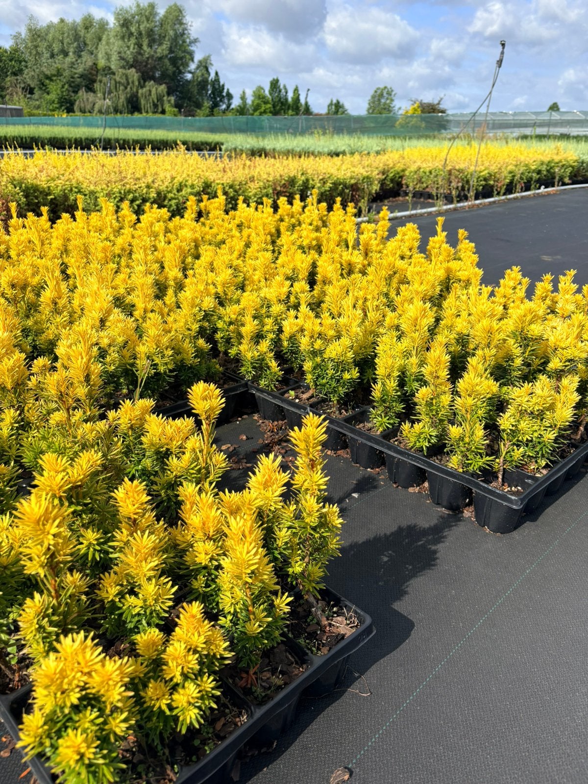 Haagplanten Taxus baccata 'David', Ophalen of Verzenden, Taxus, Haag, Minder dan 100 cm