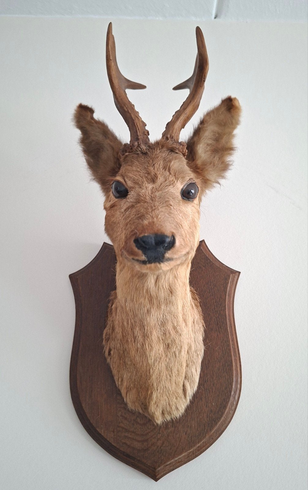 Mooie, klassieke opgezette ree‑kop op houten schild., Ophalen, Zo goed als nieuw, Hert, Gewei of Kop