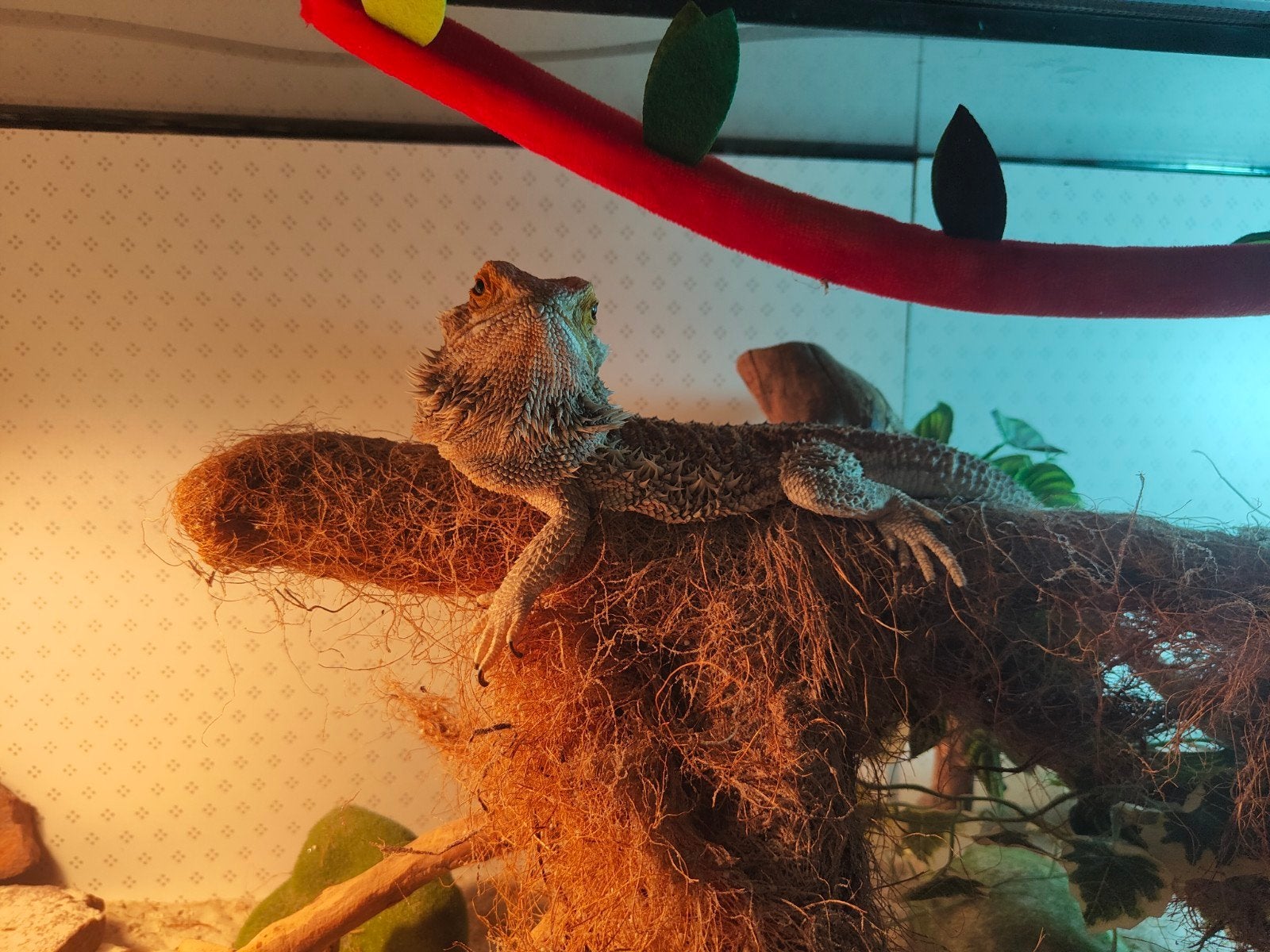 Baardagaam met terrarium Bearded Dragon photo 3