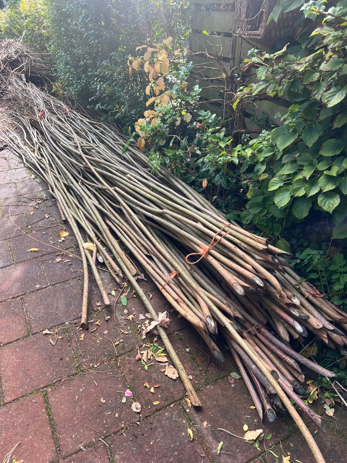 Gratis Wilgentenen / ophalen, Ophalen, 1 tot 2 meter, Nieuw, 3 tot 6 meter