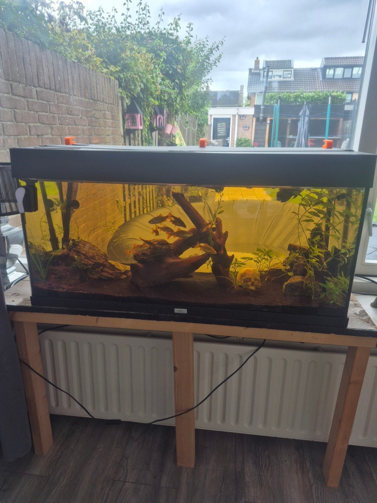 aquarium 100x40x50 met led, Vis