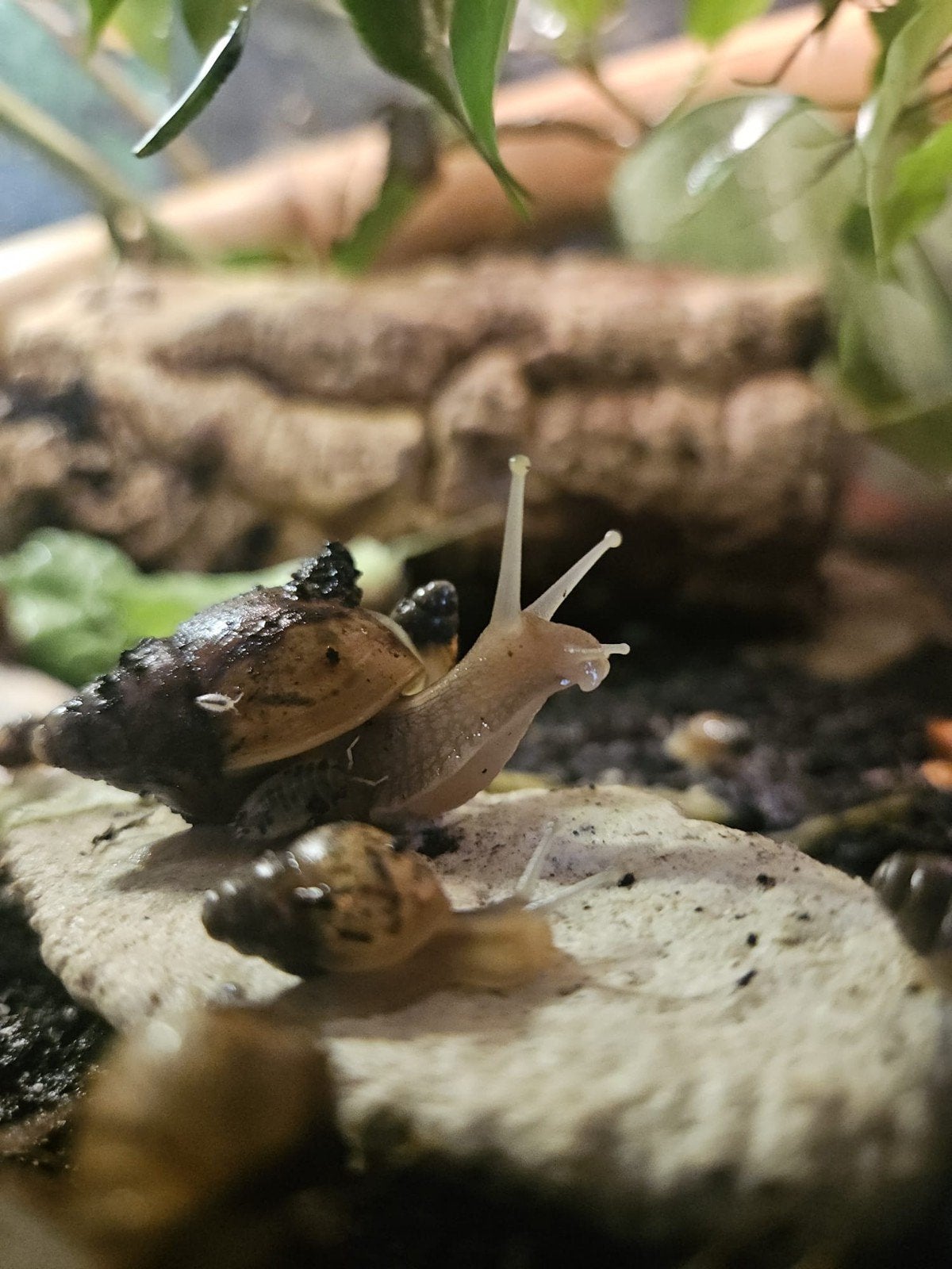 Jonge Afrikaanse Reuzeslakken, Dieren en Toebehoren, Reptielen en Amfibieën, Amfibie, 0 tot 2 jaar