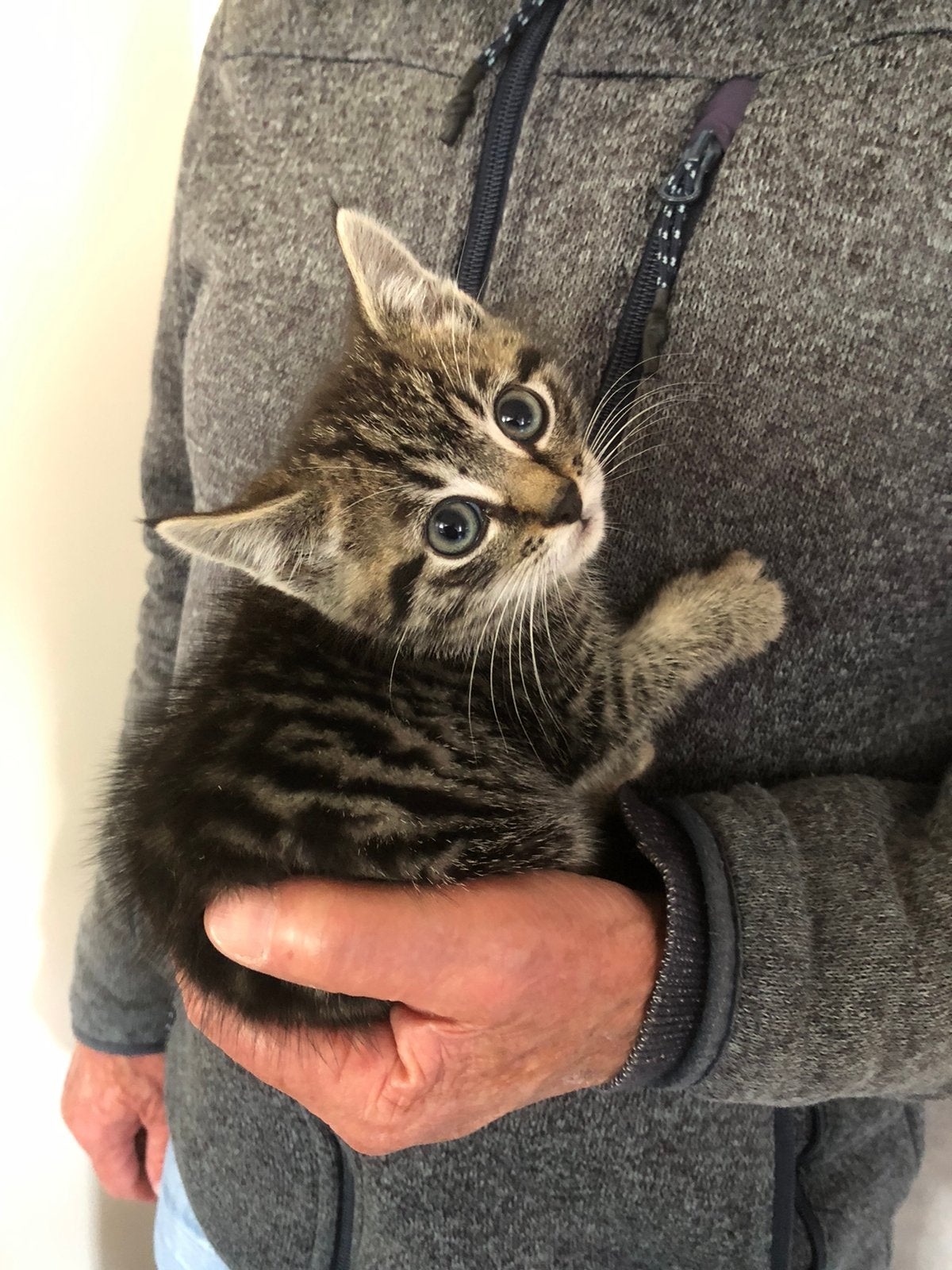 Europese korthaar poesjes (kittens), Poes, Kortharig, 0 tot 2 jaar