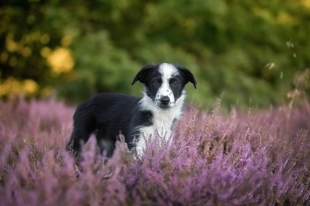Sportieve Border Collie pup (teefje) met FCI stamboom, Nederland, 15 weken tot 1 jaar, Collie, Meerdere
