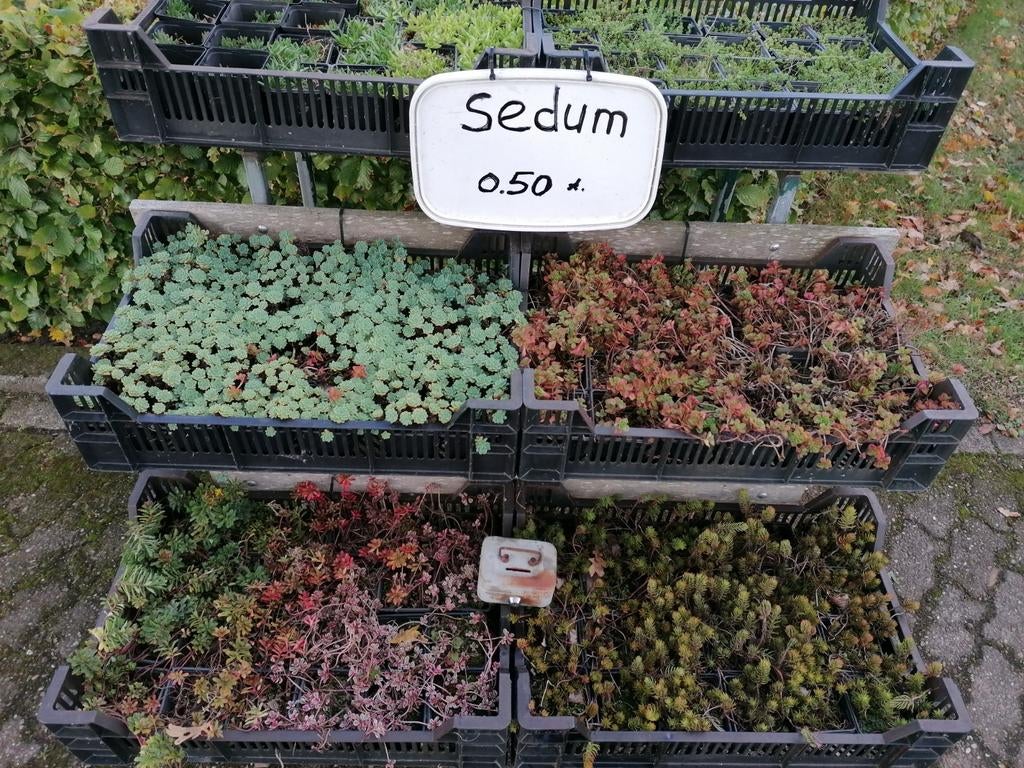 Sedum, Ophalen of Verzenden, Vaste plant, Bodembedekkers, Volle zon