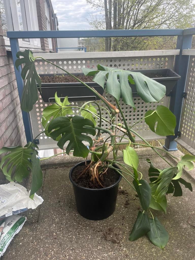 Monstera plant, Tuin en Terras, Planten | Tuinplanten, Ophalen of Verzenden, Overige soorten, Volle zon