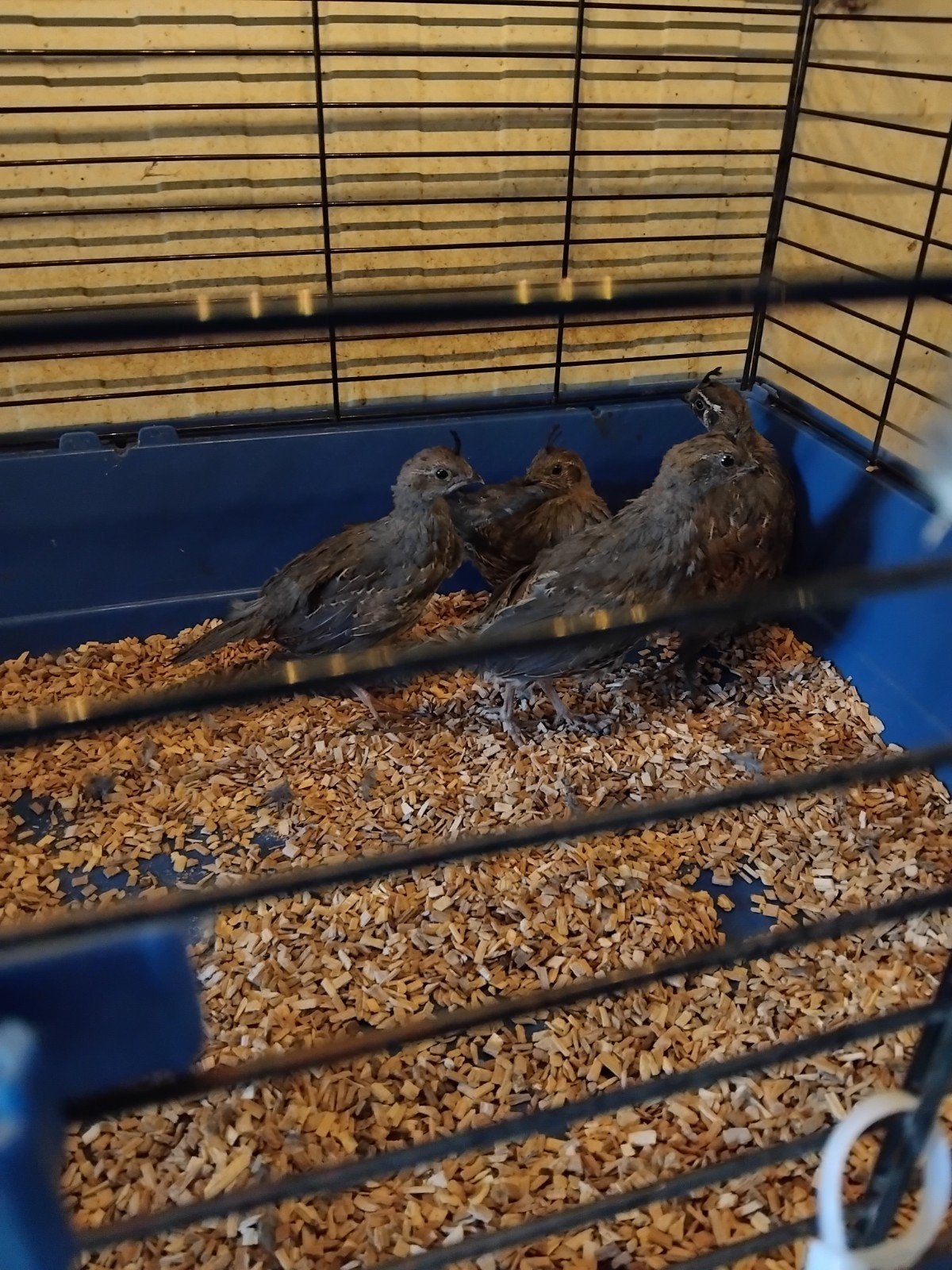 trio Californische kuifkwartels, Meerdere dieren