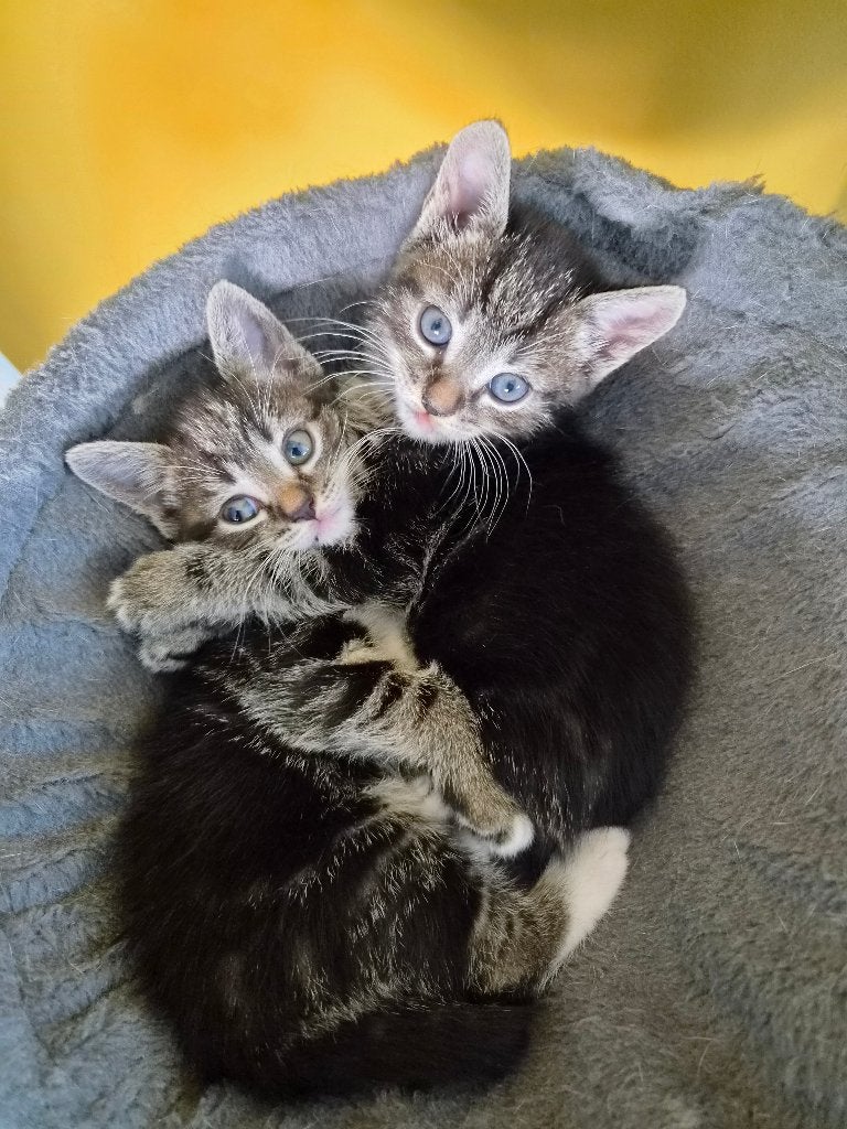 🐱 2 lieve speelse katertjes (apart of samen)❤️, Kater, Kortharig, 0 tot 2 jaar