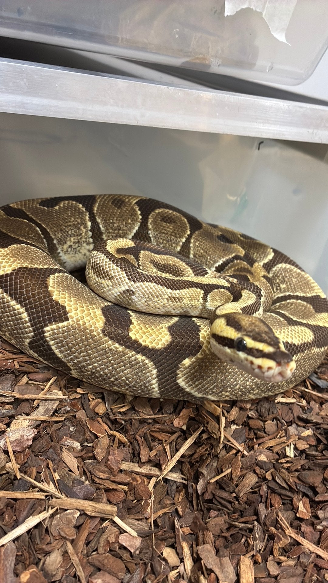 Ball python regius Ball Python photo 2