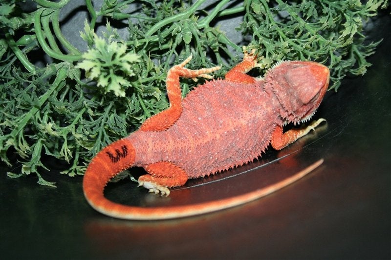 Baardagamen Bearded Dragons Red Bleu-tiger Hypo Trans Bearded Dragon photo 6