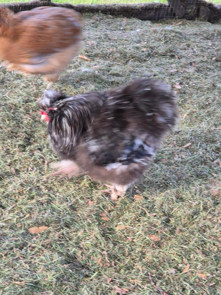 3 usa zijdehoen kriel haantjes zwart mottled en wit, Dieren en Toebehoren, Pluimvee, Mannelijk, Kip