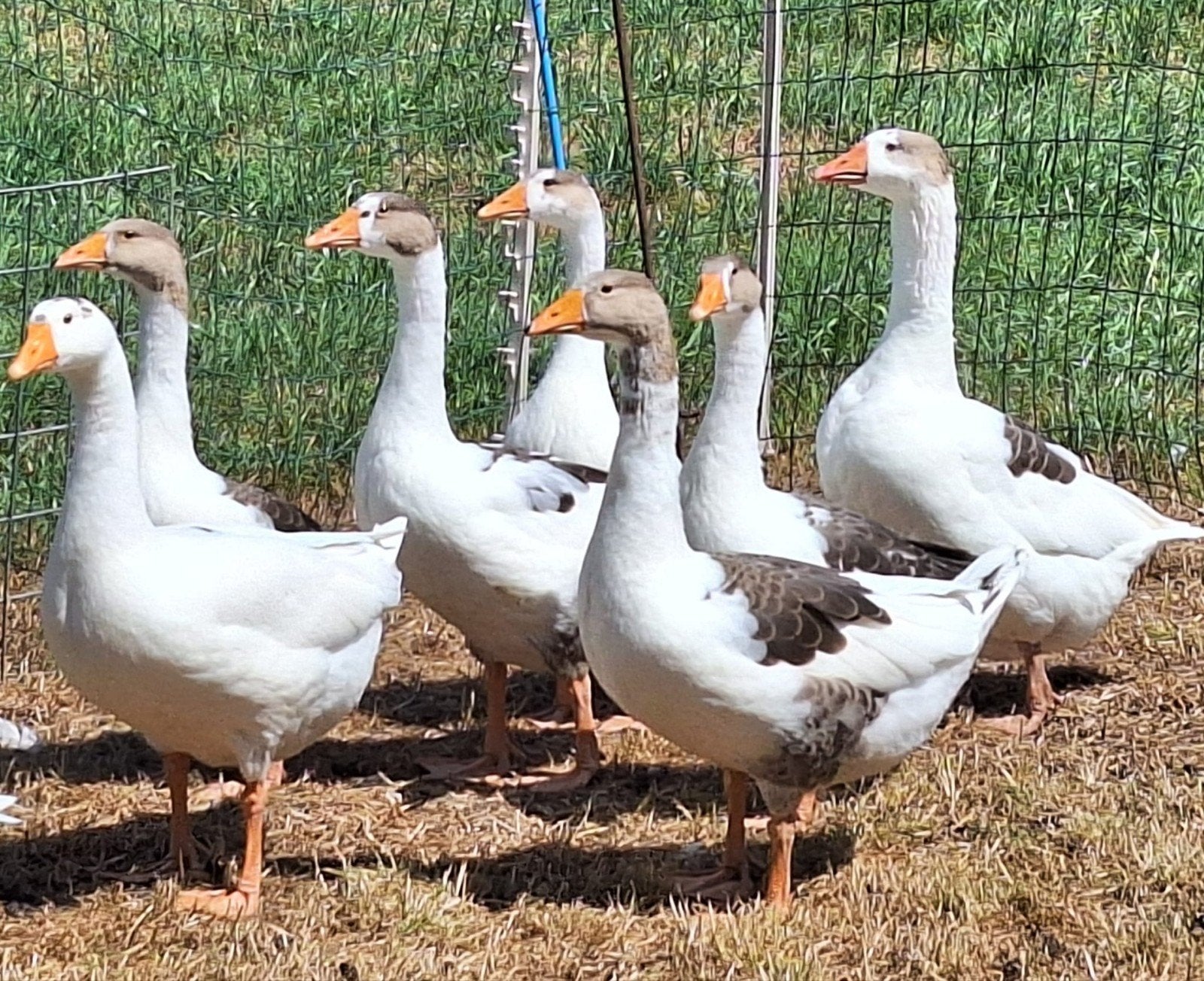 Jonge ganzen broed 2026, Dieren en Toebehoren, Pluimvee, Meerdere dieren, Gans of Zwaan