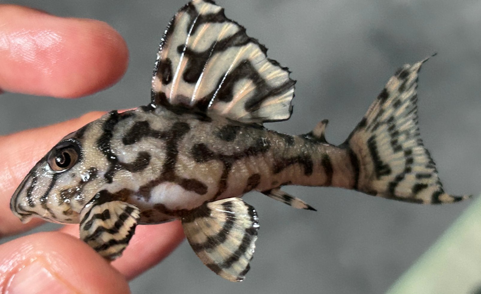 Hypancistrus sp. L236 | Seideli pleco 1v + 2m, Vis, Zoetwatervis