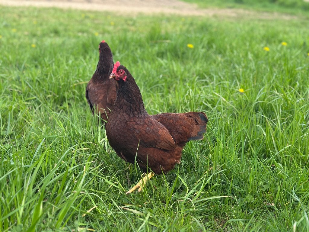 Jonge tamme Rhode Island Red kriel kippen gesekst & ingeënt, Vrouwelijk, Kip