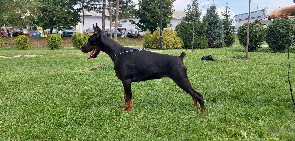 Dobermann puppies, Particulier, Overige rassen, 8 tot 15 weken, Buitenland