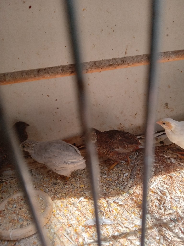 Chinese kwartels, Vrouwelijk, Tropenvogel