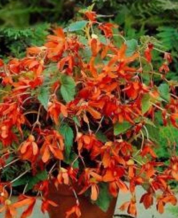 begonia wortiana, Ophalen, Eenjarig, Overige soorten, Volle zon