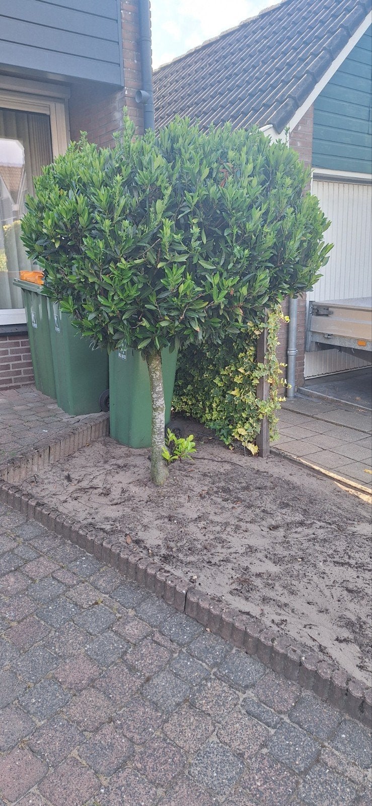 Gratis boom circa 190cm hoog zelf uithalen en ophalen, Tuin en Terras, Planten | Bomen, Ophalen, Halfschaduw, Overige soorten