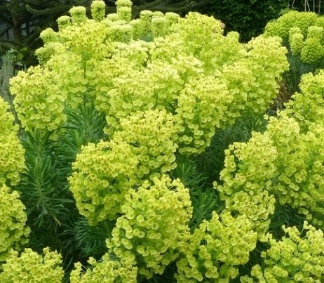 Wolfsmelk Euphorbia, prachtig lang bloeiend, vaste plant, Volle zon, Vaste plant, Lente, Ophalen