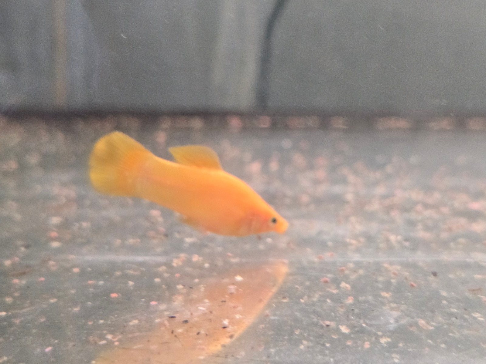 kweekkoppel gold molly, Vis